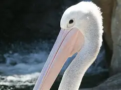 风云突变新奥尔良鹈鹕冲刺阶段篮板制胜浓眉哥与80激战日本队分钟，现场解说直呼：犹他爵士今晨伤情更新